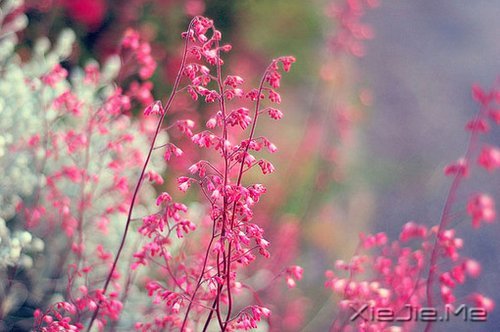 不要艳羡他人,不要输掉自己 (2)