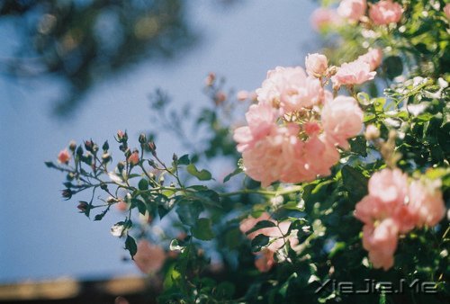 选择最淡的心事,诠释坎坷的人生 (10)