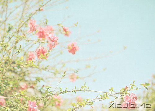 人生旅途,花香满径 (3)