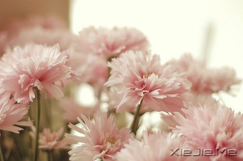 人生旅途,花香满径 (4)