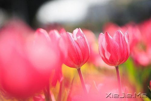 һ�����¹¶����������¹��� (4)