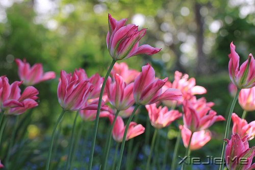 �簲�����Ϊ����Ϊ���ˣ����˲����˵��� (12)