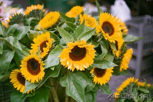 �簲�������ĺ�����ǳǳ��΢Ц (8)