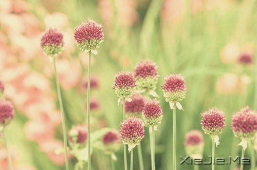 晚安心语:你若不伤,岁月无恙 (9)