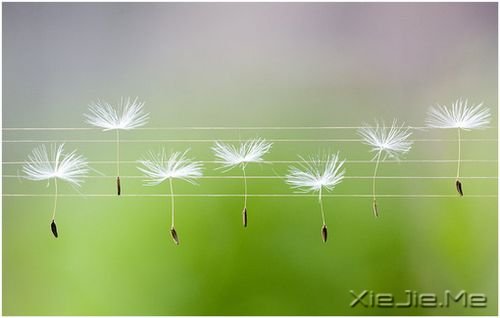 早安心语:幸福就像你身后的影子 (11)