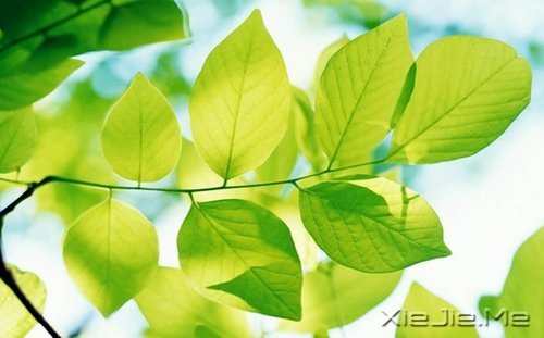 �Ҹ���ȥϲ��