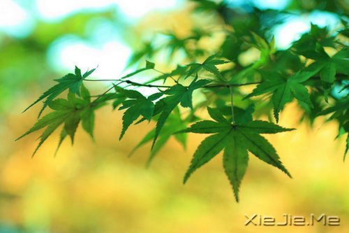 ��ʯ����������ϰ�ߵļ�������